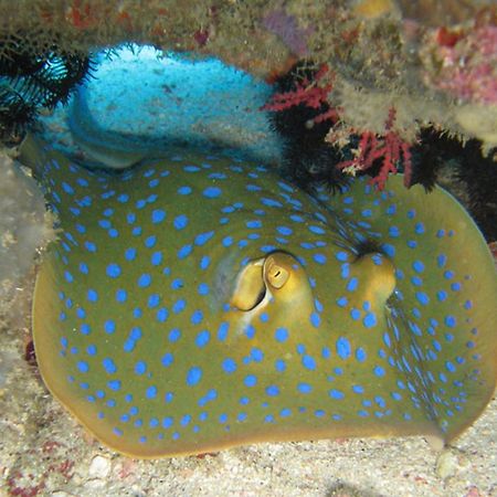 Gili Pirates Dive & Bnb 吉利特拉旺安 外观 照片