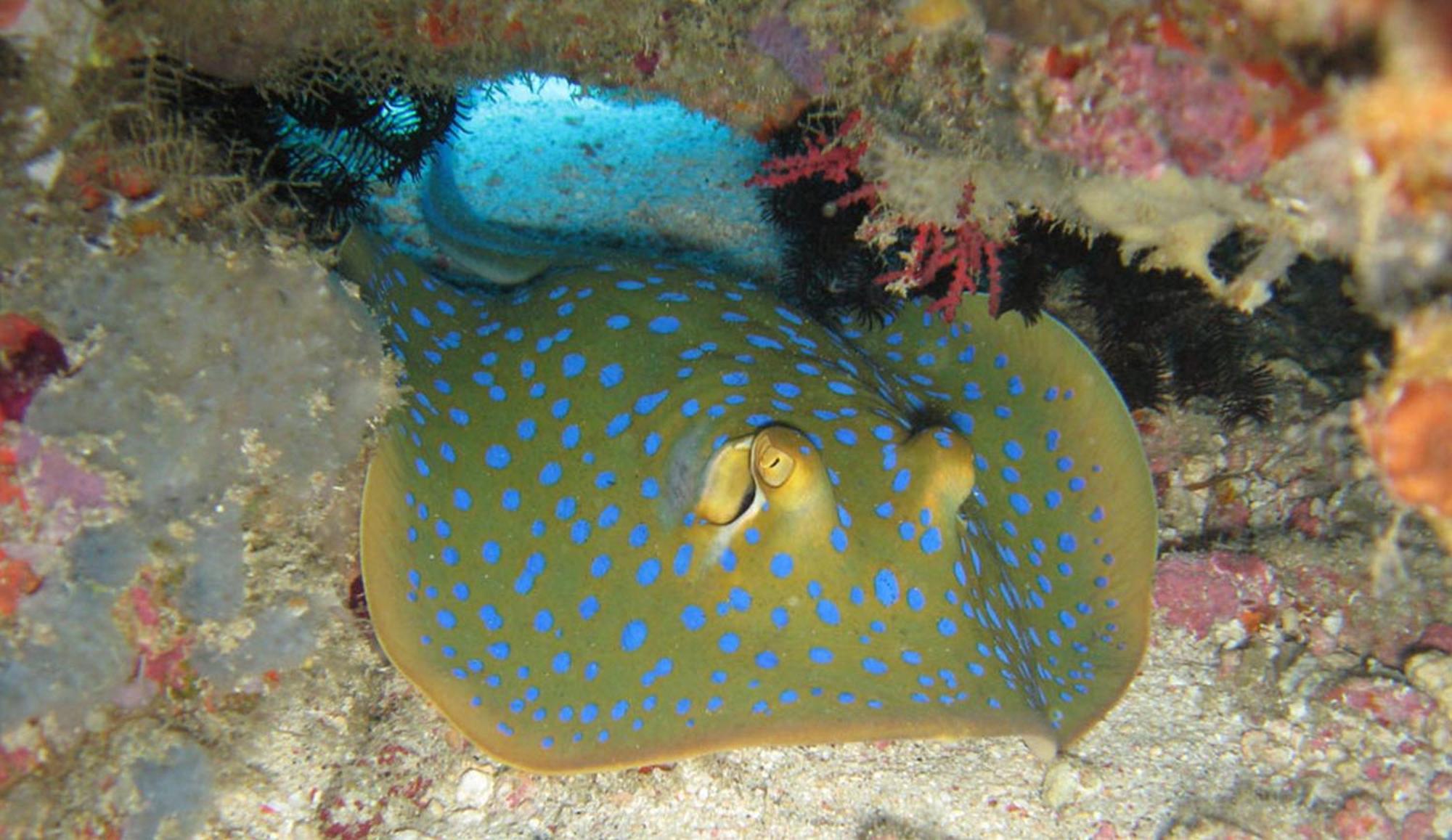 Gili Pirates Dive & Bnb 吉利特拉旺安 外观 照片